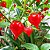 Pimenta Biquinho - Capsicum chinense - 40 Sementes - Imagem 2