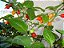 Pimenta Biquinho - Capsicum chinense - 40 Sementes - Imagem 8