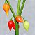 Pimenta Biquinho - Capsicum chinense - 40 Sementes - Imagem 7