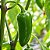 Pimenta Jalapenho (Jalapeño): 40 Sementes - Imagem 5