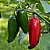 Pimenta Jalapenho (Jalapeño): 40 Sementes - Imagem 4