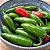 Pimenta Jalapenho (Jalapeño): 40 Sementes - Imagem 8