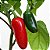 Pimenta Jalapenho (Jalapeño): 40 Sementes - Imagem 6
