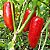 Pimenta Jalapenho (Jalapeño): 40 Sementes - Imagem 2