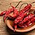 Pimenta Dedo de Moça: 40 Sementes - Imagem 3