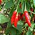 Pimenta Dedo de Moça: 40 Sementes - Imagem 5