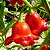 Pimenta Cambuci: 40 Sementes - Imagem 1