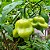 Pimenta Cambuci: 40 Sementes - Imagem 8