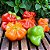 Pimenta Cambuci: 40 Sementes - Imagem 2