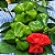 Pimenta Cambuci: 40 Sementes - Imagem 6