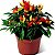 Pimenta Etna Ornamental: 15 Sementes - Imagem 5