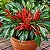 Pimenta Etna Ornamental: 15 Sementes - Imagem 1