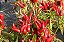 Pimenta Etna Ornamental: 15 Sementes - Imagem 10