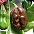 Pimenta Chocolate Habanero: 10 Sementes - Imagem 7