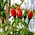 Pimenta Cumari Verdadeira (Pimenta Passarinho): 5 Sementes - Imagem 10