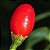 Pimenta Cumari Verdadeira (Pimenta Passarinho): 5 Sementes - Imagem 9