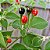Pimenta Cumari Verdadeira (Pimenta Passarinho): 5 Sementes - Imagem 8