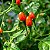 Pimenta Cumari Verdadeira (Pimenta Passarinho): 5 Sementes - Imagem 1