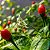 Pimenta Cumari Verdadeira (Pimenta Passarinho): 5 Sementes - Imagem 2