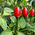 Pimenta Cumari Verdadeira (Pimenta Passarinho): 5 Sementes - Imagem 4