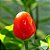 Pimenta Cumari Verdadeira (Pimenta Passarinho): 5 Sementes - Imagem 7