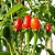 Pimenta Cumari Verdadeira (Pimenta Passarinho): 5 Sementes - Imagem 3
