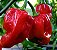 Pimenta Red Habanero: 40 Sementes - Imagem 5