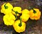 Pimenta Jamaican Yellow (Scotch Bonnet): 10 Sementes - Imagem 3