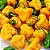 Pimenta Jamaican Yellow (Scotch Bonnet): 10 Sementes - Imagem 1
