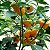 Pimenta Jamaican Yellow (Scotch Bonnet): 20 Sementes - Imagem 8