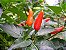 Pimenta Malaguetinha: 30 Sementes - Imagem 9
