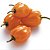 Pimenta Orange Habanero: 20 Sementes - Imagem 10