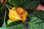 Pimenta Orange Habanero: 20 Sementes - Imagem 4