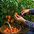 Pimenta Orange Habanero: 20 Sementes - Imagem 1