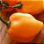 Pimenta Orange Habanero: 20 Sementes - Imagem 9