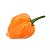 Pimenta Orange Habanero: 20 Sementes - Imagem 7