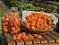 Pimenta Orange Habanero: 20 Sementes - Imagem 3