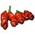 Pimenta Peter Pepper: 10 Sementes - Imagem 5