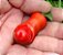 Pimenta Peter Pepper: 10 Sementes - Imagem 1