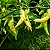Pimenta Murupi: 10 Sementes - Imagem 1