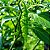 Pimenta Murupi: 10 Sementes - Imagem 2
