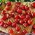 Pimenta Piãozinho: 20 Sementes - Imagem 1