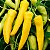 Pimenta Amarela Comprida: 40 Sementes - Imagem 1