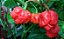 Pimenta Trinidad Scorpion: 10 Sementes (Pimenta Nuclear) - Imagem 5