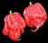 Pimenta Trinidad Scorpion: 10 Sementes (Pimenta Nuclear) - Imagem 7