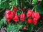 Pimenta Trinidad Scorpion: 10 Sementes (Pimenta Nuclear) - Imagem 10