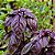 Manjericão Roxo: 20 Sementes - Imagem 2