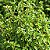 Orégano -Origanum vulgare L. - 50 Sementes - Imagem 2