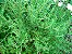 Tomilho -Thymus vulgaris - 20 Sementes - Imagem 2