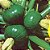 Abóbora Redonda de Tronco: 10 Sementes - Imagem 3